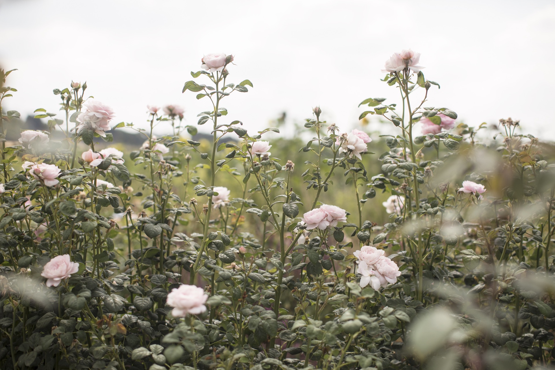 Heckfield Place - Humphrey Munson Blog