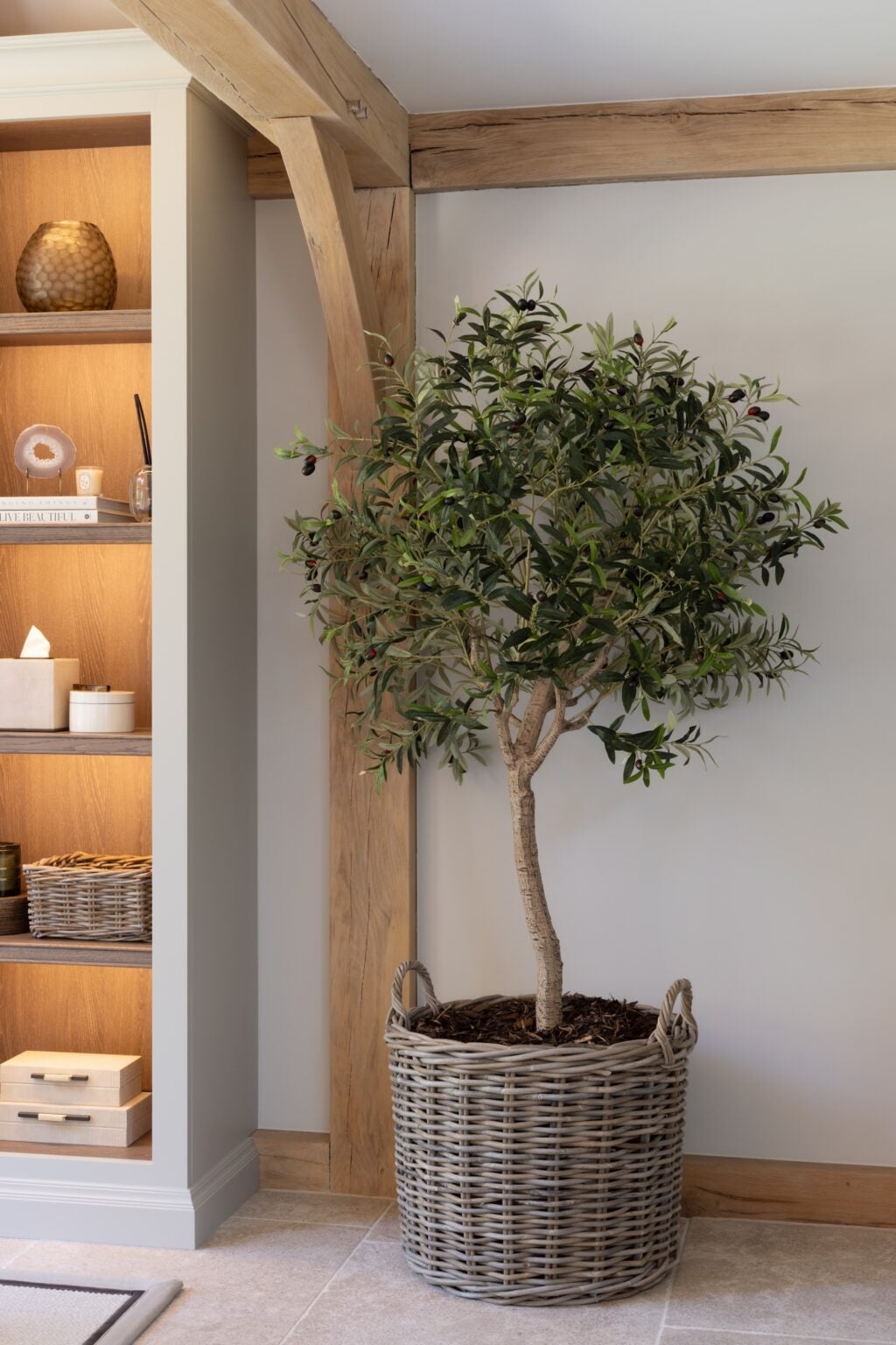 Medium Olive Tree