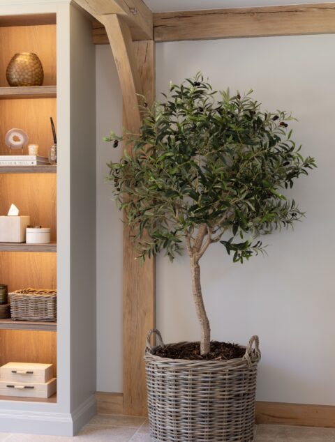 Medium Olive Tree