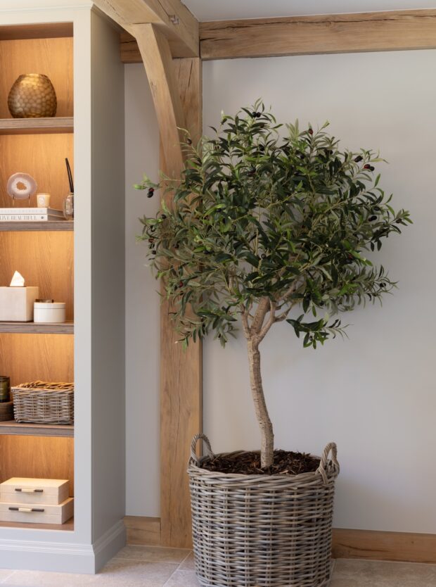 Medium Olive Tree