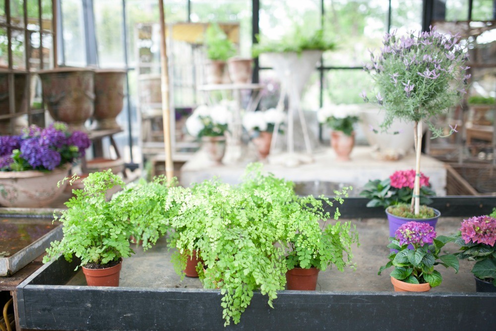 Petersham Nuseries - Springtime - Humphrey Munson Blog 17