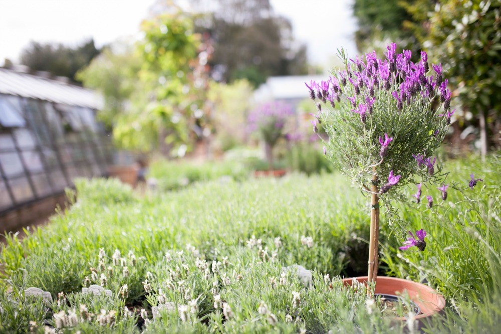 Petersham Nuseries - Springtime - Humphrey Munson Blog 6