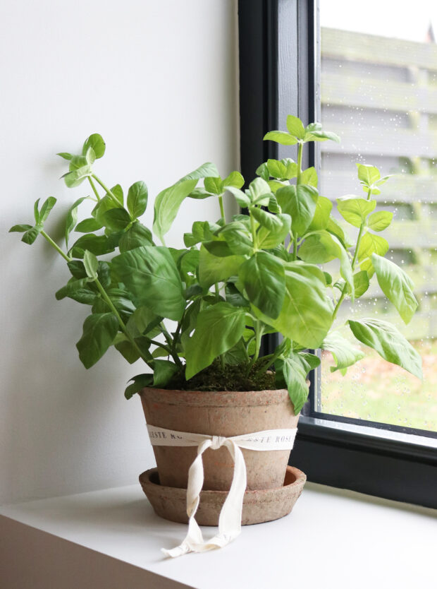 Celeste Rose Basil Pot