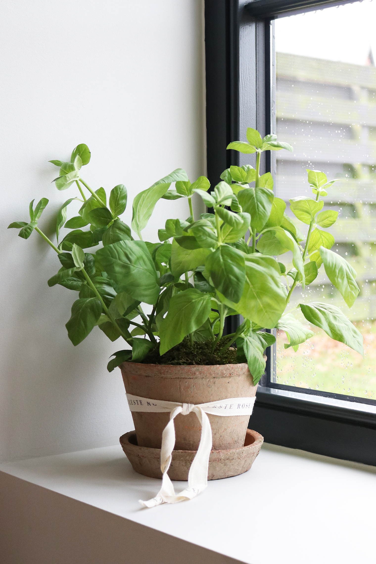 Celeste Rose Basil Pot - Image 1