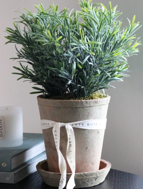 Celeste Rose Rosemary Pot - Image 2