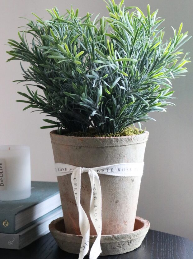 Celeste Rose Rosemary Pot
