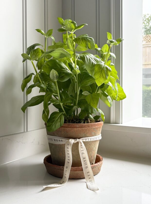 Celeste Rose Basil Pot