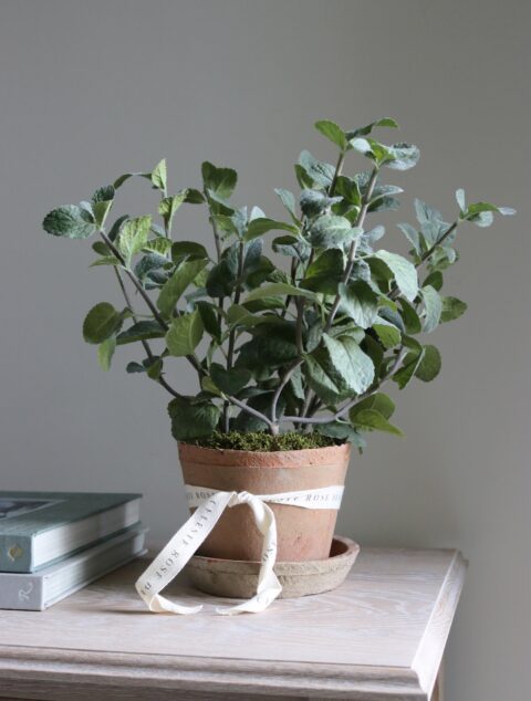 Celeste Rose Mint Pot