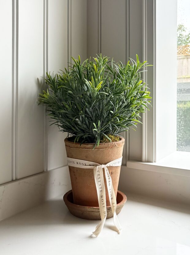 Celeste Rose Rosemary Pot