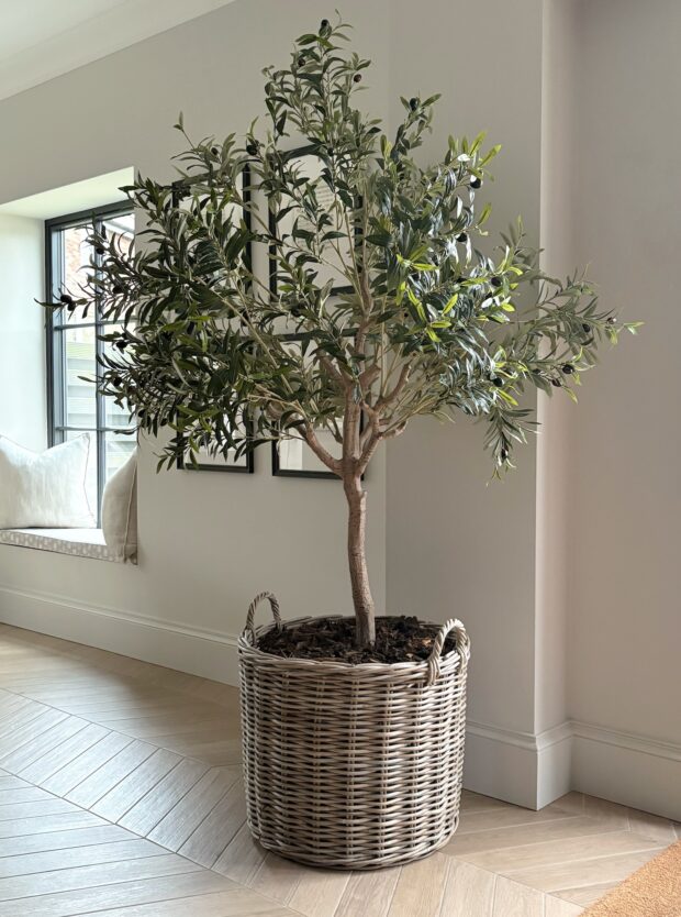 Large Olive Tree